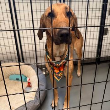 Archduchess -  Hound Dog for Adoption in Austin, Texas - Archduchess | PetCurious