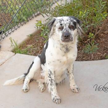 Pit Bull Terrier and Spaniel Dogs Available for Adoption - Braelynn | PetCurious