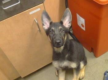 German Shepherd Dog Dogs Available for Adoption in Sacramento, California - YUE | PetCurious