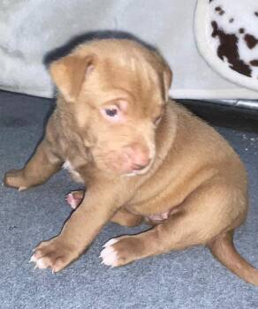 OPIE -  Pit Bull Terrier and Mastiff Dog for Adoption in Discovery Bay, California - OPIE | PetCurious