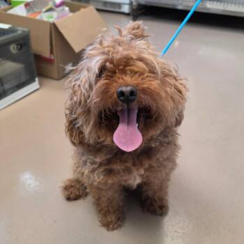 Penny -  Cockapoo Dog for Adoption - Penny | PetCurious