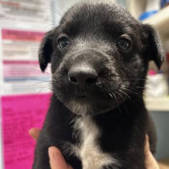 Porter -  Mixed Breed Dog for Adoption in Chattanooga, Tennessee - Porter | PetCurious
