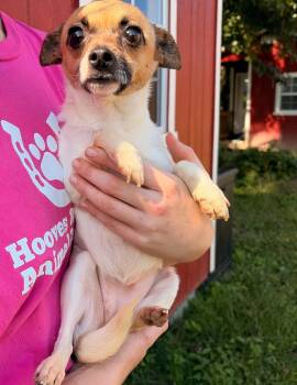Dorothy (and Donna) -  Chihuahua and Beagle Dog for Adoption in Louisa, Virginia - Dorothy (and Donna) | PetCurious