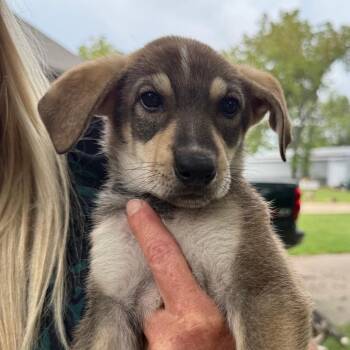 Ella -  German Shepherd Dog and Coonhound Dog for Adoption in Richmond, Missouri - Ella | PetCurious
