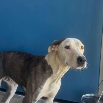 Dory -  American Staffordshire Terrier and Pointer Dog Available for Adoption in Kingman, Arizona - Dory | PetCurious