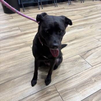 AHNJ-Stray-122311 -  Black Labrador Retriever Dog for Adoption in Newark, New Jersey - AHNJ-Stray-122311 | PetCurious