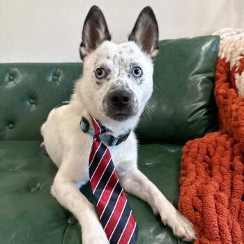 Freckles Wigglebottom -  Corgi and Australian Cattle Dog Blue Heeler Dog for Adoption in Friendswood, Texas - Freckles Wigglebottom | PetCurious