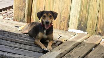 Sara Lee -  Beagle Dog for Adoption in Odessa, Florida - Sara Lee | PetCurious