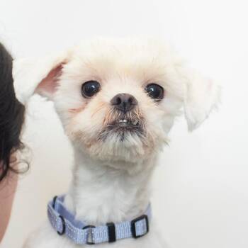 Sushi -  Maltese and Shih Tzu Dog for Adoption in Middletown, Rhode Island - Sushi | PetCurious