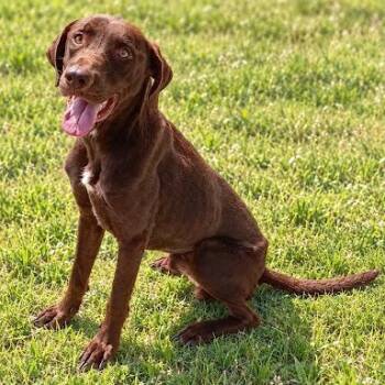 Maverick -  Labrador Retriever Dog for Adoption in Bethel, Connecticut - Maverick | PetCurious