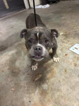 Mixed Breed Dogs Available for Adoption in West Palm Beach, Florida - DILBERT | PetCurious