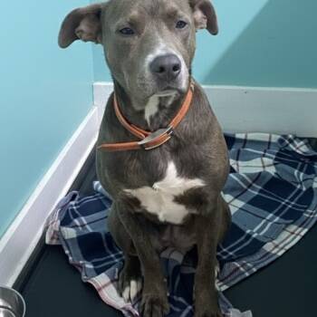 Rescue Mixed Breed Dogs for Adoption in Jefferson City, Tennessee - Bow | PetCurious