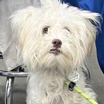 Dax -  Maltese and Mixed Breed Dog Available for Adoption in Arlington, Virginia - Dax | PetCurious
