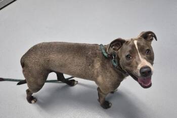 Pen 149 -  Pit Bull Terrier Dog for Adoption in Lawrenceville, Georgia - Pen 149 | PetCurious