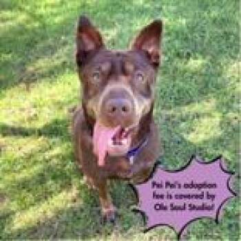 Rescue Mixed Breed Dogs for Adoption in Wenatchee, Washington - Pei Pei | PetCurious