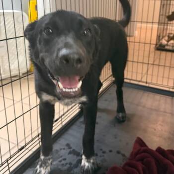 Loki -  Black Labrador Retriever Dog for Adoption in Starkville, Mississippi - Loki | PetCurious