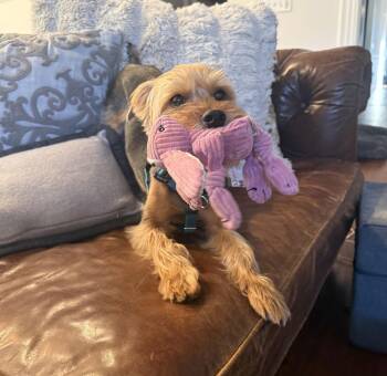 Yorkshire Terrier Dogs Available for Adoption - Chester Woodrow | PetCurious