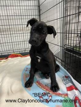 Rescue Labrador Retriever Dogs for Adoption in Locust Grove, Georgia - Bear | PetCurious