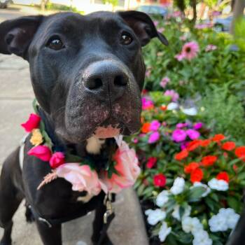 Riddle -  Mixed Breed Dog for Adoption in Pittsburgh, Pennsylvania - Riddle | PetCurious