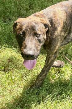 Alvin -  Hound Dog for Adoption in Maryville, Tennessee - Alvin | PetCurious
