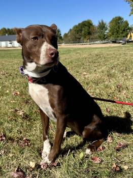 Rescue Basenji Dogs for Adoption in St. Joseph, Michigan - Lolita | PetCurious