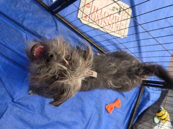 Rescue Shih Tzu and Lhasa Apso Dogs for Adoption in Dallas, Texas - Graycie | PetCurious