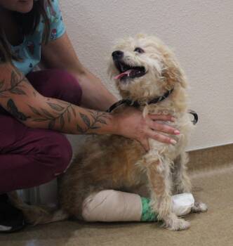 Nemo -  Poodle and Mixed Breed Dog for Adoption in Vacaville, California - Nemo | PetCurious