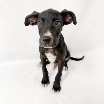1014 (2026) Randy -  Great Dane and Mixed Breed Dog for Adoption in Parker, Colorado - 1014 (2026) Randy | PetCurious