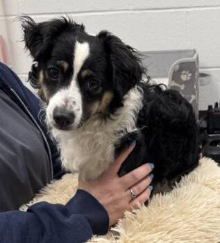 Curly Q -  Mixed Breed Dog for Adoption in Kansas City, Missouri - Curly Q | PetCurious