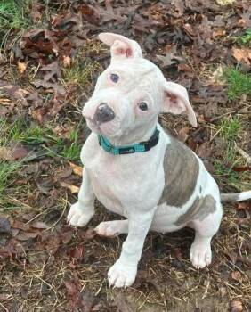 Pit Bull Terrier Dogs Available for Adoption - Ellie Mae | PetCurious