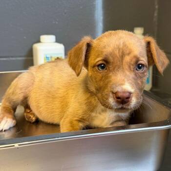 Mixed Breed Dogs Available for Adoption in Buffalo, Minnesota - Nemo | PetCurious