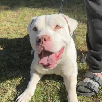American Bulldog Dogs Available for Adoption in Columbia, South Carolina - Max | PetCurious