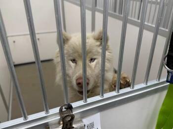 MAYONAISE -  Siberian Husky and Mixed Breed Dog for Adoption in Omaha, Nebraska - MAYONAISE | PetCurious