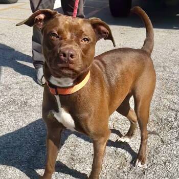 Rescue Pit Bull Terrier Dogs for Adoption in Warrensburg, Missouri - Ellie | PetCurious