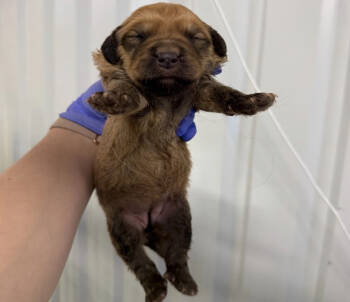 Rescue Wheaten Terrier and Mixed Breed Dogs for Adoption - Nebula | PetCurious