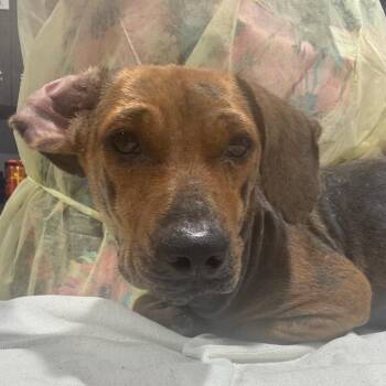 Brandon -  Miniature Dachshund and Mixed Breed Dog for Adoption in Tampa, Florida - Brandon | PetCurious