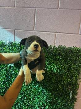 Mixed Breed Dogs Available for Adoption - 60677662 | PetCurious