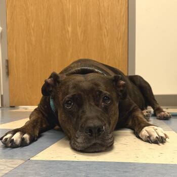 Queen Dolly -  Mixed Breed Dog for Adoption in Philadelphia, Pennsylvania - Queen Dolly | PetCurious