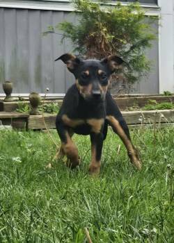 Rottweiler and Doberman Pinscher Dogs Available for Adoption in West Peoria, Illinois - Nellie | PetCurious