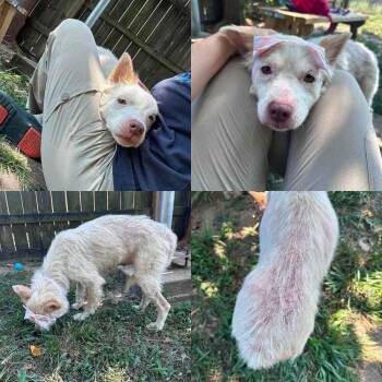 Serenity -  Wheaten Terrier Dog for Adoption in Aurora, Colorado - Serenity | PetCurious
