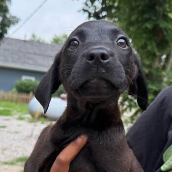 Demi -  Golden Retriever and Pit Bull Terrier Dog for Adoption in Kansas City, Missouri - Demi | PetCurious