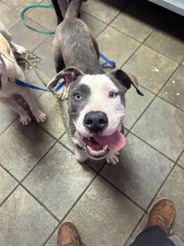 61317682 -  Pit Bull Terrier and Mixed Breed Dog for Adoption in El Paso, Texas - 61317682 | PetCurious