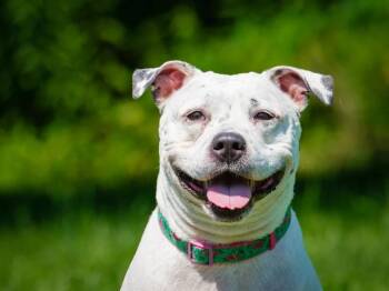 Precious -  Pit Bull Terrier Dog for Adoption in Pointe-fortune, Quebec - Precious | PetCurious