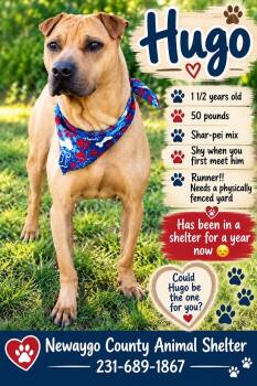 Hugo -  Shar Pei Dog for Adoption in White Cloud, Michigan - Hugo | PetCurious