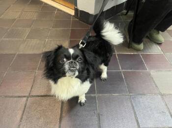 Mixed Breed Dogs Available for Adoption in New York, New York - Junior Mint | PetCurious