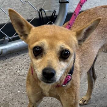 Petunia -  Mixed Breed Dog for Adoption in Las Cruces, New Mexico - Petunia | PetCurious