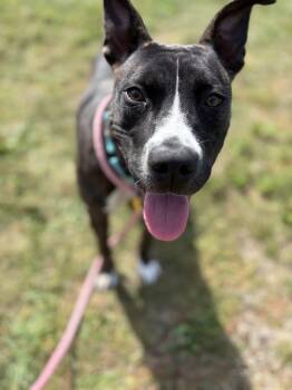 Rescue Pit Bull Terrier Dogs for Adoption in Cleveland, Ohio - Rita | PetCurious
