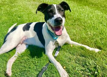 Rubix (Foster or Adopter Needed) -  Pointer Dog Available for Adoption in Westwood, New Jersey - Rubix (Foster Or Adopter Needed) | PetCurious