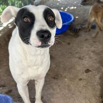 Brandi -  Terrier and Mixed Breed Dog for Adoption in San Diego, California - Brandi | PetCurious