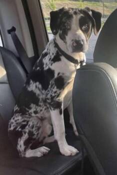 Rescue Catahoula Leopard Dog and Australian Shepherd Dogs for Adoption - Moose | PetCurious